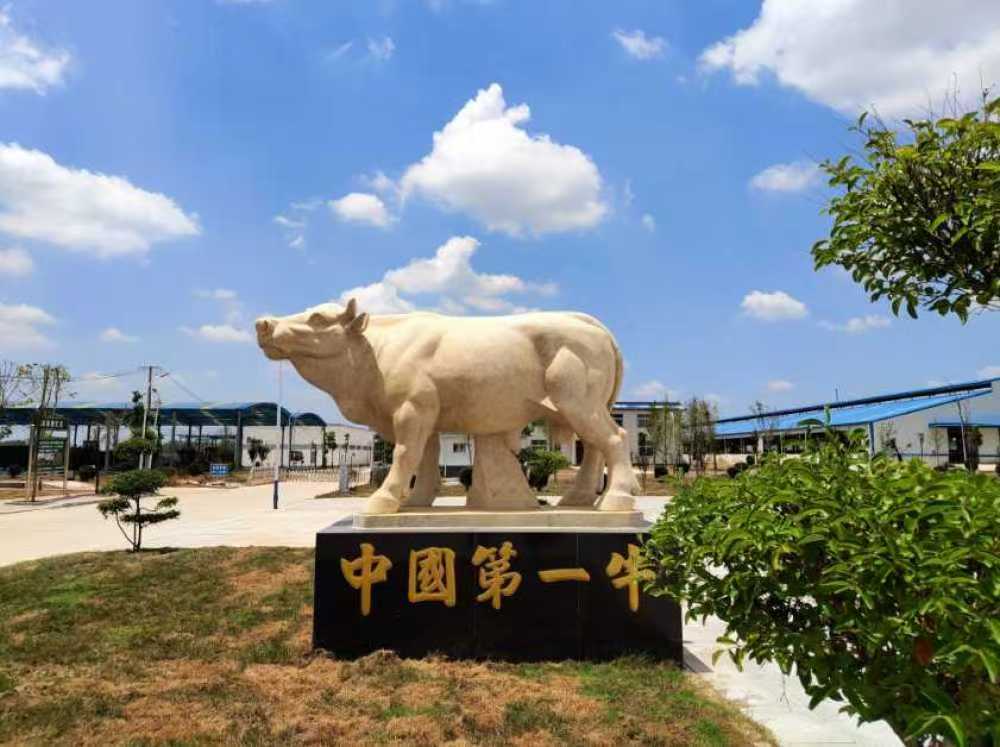 泌阳县：党建引领“牛”产业 链动致富新篇章