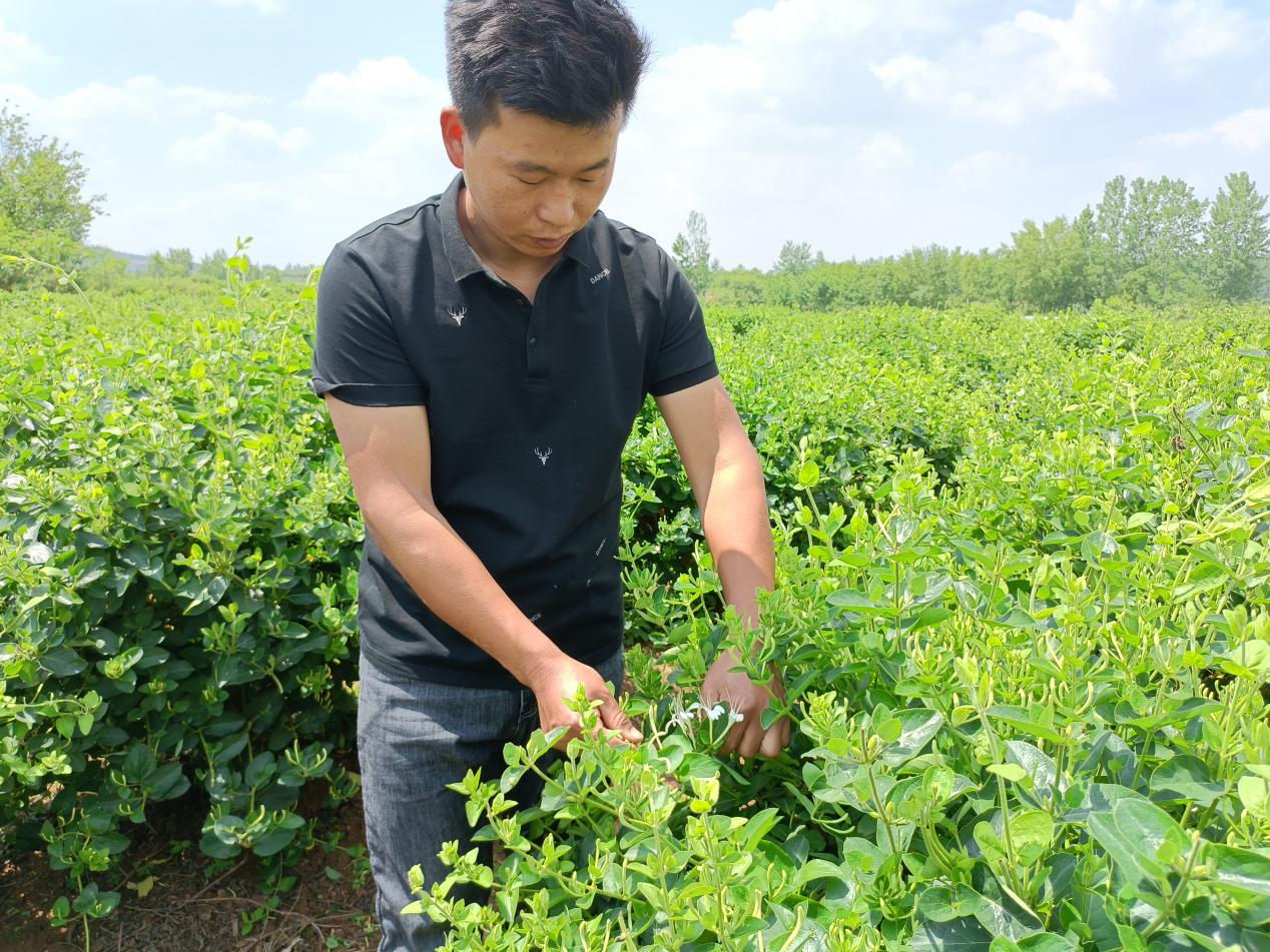 80后创业青年刘东辉：党建引领金银花开 铺就群众致富路