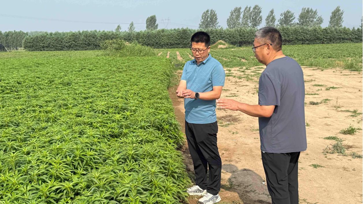 平舆县清河街道：深入田间把脉问需 精准服务产业振兴